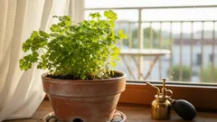 Guía fácil para tener cilantro siempre fresco en tu cocina