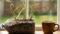 Cómo cultivar hierba limón en casa dentro de una botella por muy poco y tener un suministro eterno de té refrescante